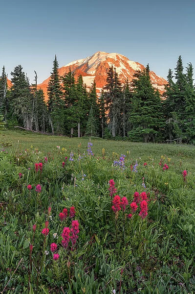 Summer wildflowers in Spray Park with Mt. Rainier in the background, Mt. Rainier National Park, Washington State, USA