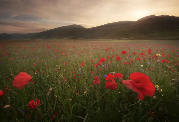 Framed Print : Summer wildflowers at sunset in Castelluccio di Norcia, Umbria, Italy Framed Print : Summer wildflowers at sunset in Castelluccio di Norcia, Umbria, Italy