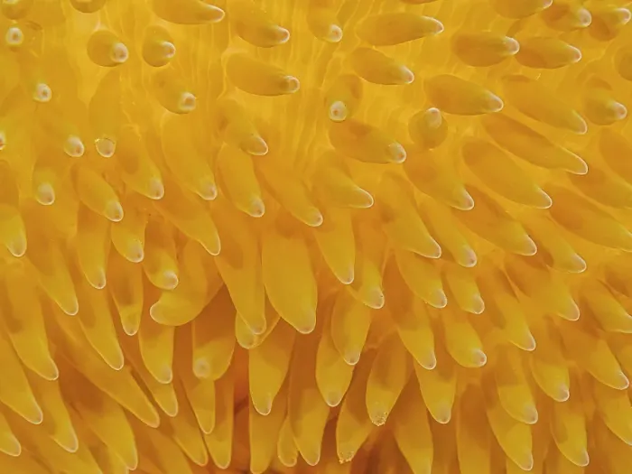 Framed Print : Sun Anemone (Stichodactyla helianthus), Grand Cayman, Cayman Islands, British West Indies Framed Print : Sun Anemone (Stichodactyla helianthus), Grand Cayman, Cayman Islands, British West Indies