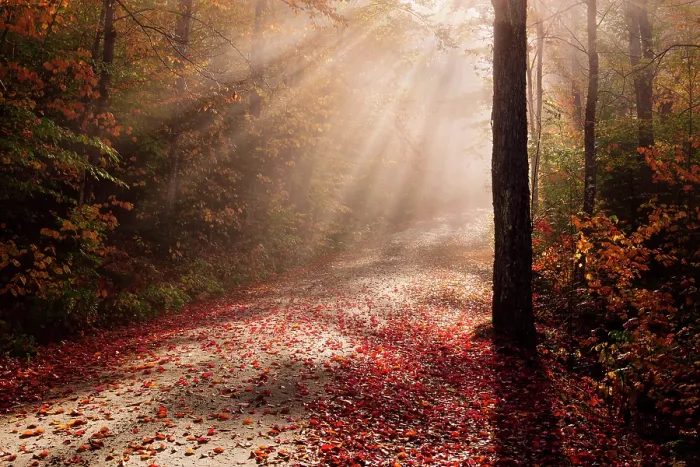 Framed Print : Sun beams on fall foliage at sunrise, Groton State Forest, Vermont, USA Framed Print : Sun beams on fall foliage at sunrise, Groton State Forest, Vermont, USA