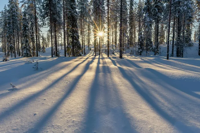 Framed Print : Sun Bursting through Pine Trees in Winter, Tolva, Lapland, Finland