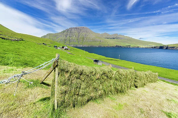 Sun-drying hay in the green fields above the ocean, Muli, Bordoy island, Faroe Islands, Denmark