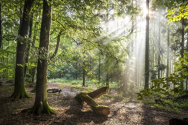 Sun rays after the rain in the Taunus forest near Engenhahn, Niedernhausen, Hesse