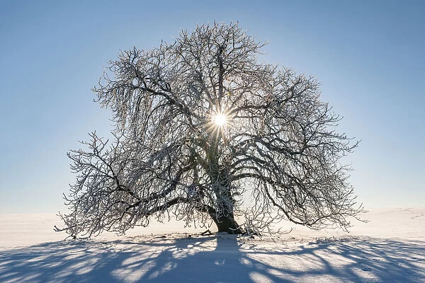 Sun shines through snow-covered solitary horse chestnut on field, blue sky, Vogtland