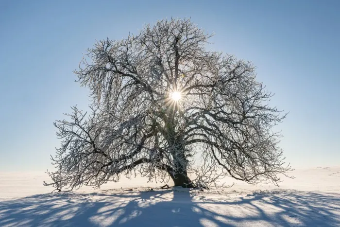 Framed Print : Sun shines through snow-covered solitary horse chestnut on field, blue sky, Vogtland Framed Print : Sun shines through snow-covered solitary horse chestnut on field, blue sky, Vogtland