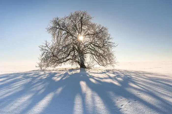 Framed Print : Sun shines through snow-covered solitary horse chestnut on field, blue sky, Vogtland Framed Print : Sun shines through snow-covered solitary horse chestnut on field, blue sky, Vogtland