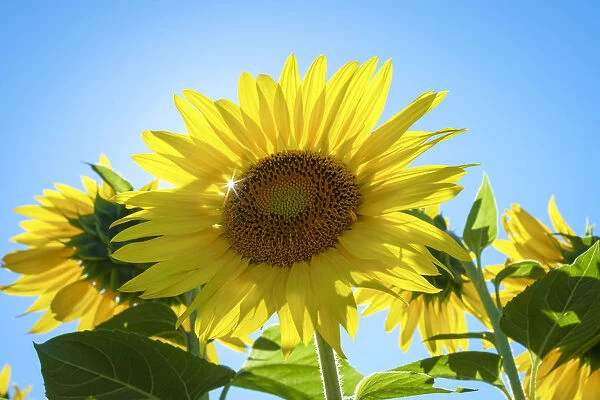 Sun shining through giant yellow sunflowers in full bloom, Oraison