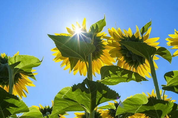 Sun shining through giant yellow sunflowers in full bloom, Oraison