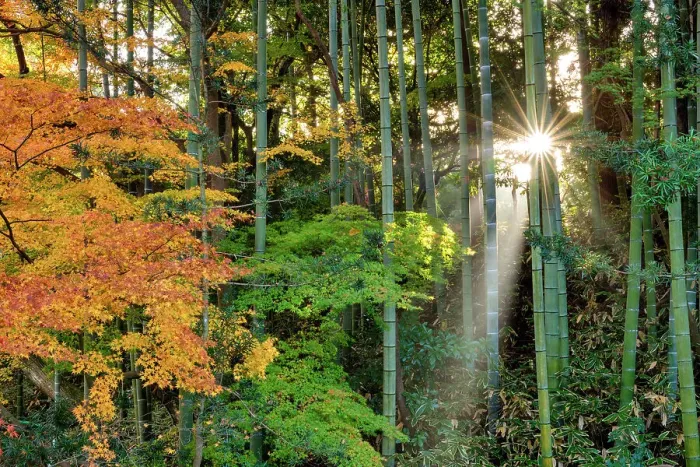 Framed Print : Sun Shining Through Maples & Bamboo Forest, Nara, Kansai, Japan Framed Print : Sun Shining Through Maples & Bamboo Forest, Nara, Kansai, Japan