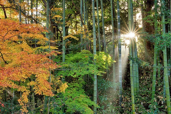Sun Shining Through Maples & Bamboo Forest, Nara, Kansai, Japan