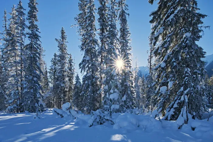 Framed Print : Sun streaking through coniferous trees, Kootenay National Park, British Columbia, Canada Framed Print : Sun streaking through coniferous trees, Kootenay National Park, British Columbia, Canada