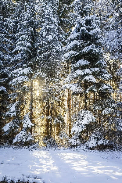 Sun in the winter forest near Engenhahn in Taunus, Niedernhausen, Hesse, Germany