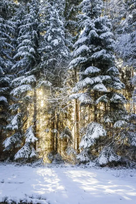 Framed Print : Sun in the winter forest near Engenhahn in Taunus, Niedernhausen, Hesse, Germany Framed Print : Sun in the winter forest near Engenhahn in Taunus, Niedernhausen, Hesse, Germany