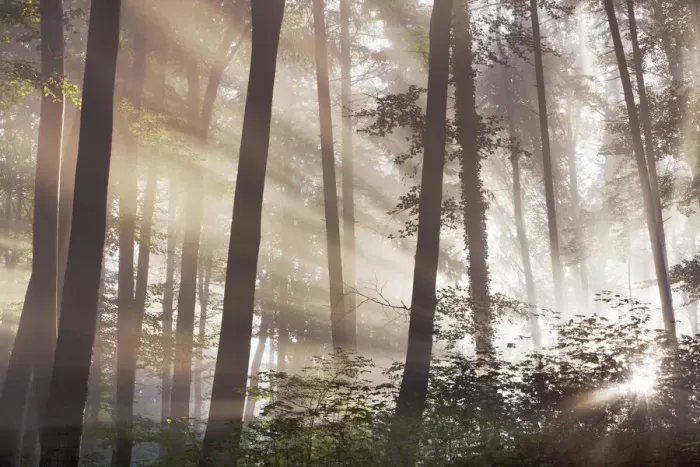 Framed Print : Sunbeams in mist in beech forest - Germany, Bavaria, Upper Bavaria, Starnberg Framed Print : Sunbeams in mist in beech forest - Germany, Bavaria, Upper Bavaria, Starnberg