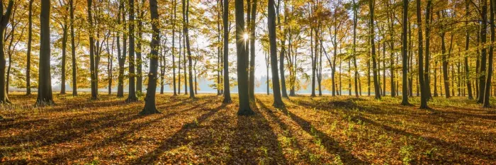 Framed Print : Sunburst Through Autumn Beech Trees, Thetford Forest, Norfolk, England