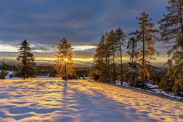 Sunburst Through Autumn Larch in Fresh Snow, South Tyrol, Dolomites, Italy