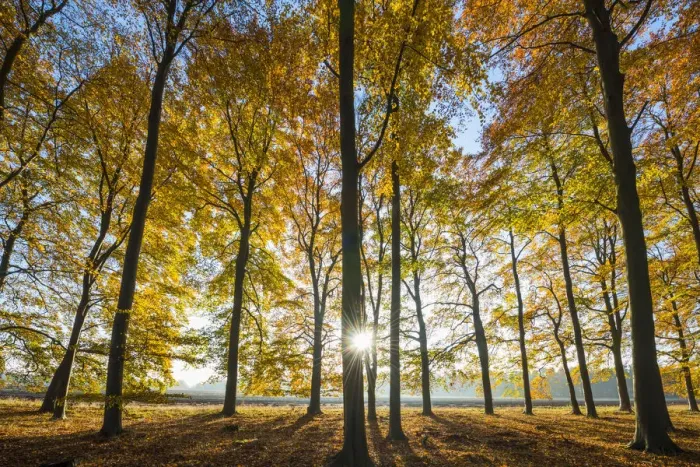 Framed Print : Sunburst Through Autumn Trees, Thetford Forest, Norfolk, England Framed Print : Sunburst Through Autumn Trees, Thetford Forest, Norfolk, England