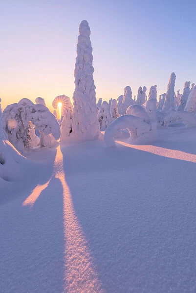 Sunburst on frozen trees at dawn, Riisitunturi National Park, Posio, Lapland, Finland