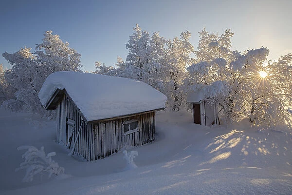 Sunburst lights up the snowy forest, Kiruna, Norrbotten County, Lapland, Sweden