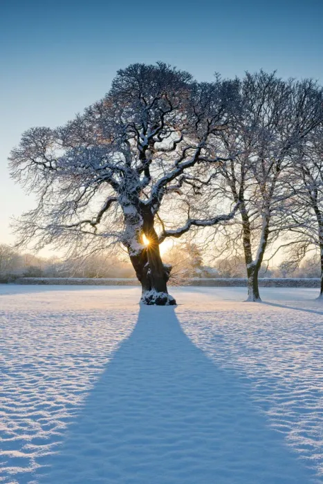 Framed Print : Sunburst Through Oak Tree in Winter, Holt, Norfolk, England Framed Print : Sunburst Through Oak Tree in Winter, Holt, Norfolk, England