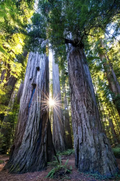 Framed Print : Sunburst Through Redwood Trees, Jedediah Smith Redwood State Park, California, USA Framed Print : Sunburst Through Redwood Trees, Jedediah Smith Redwood State Park, California, USA