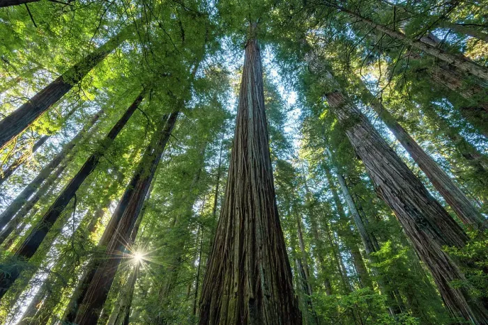 Framed Print : Sunburst Through Redwoods, Jedediah Smith Redwoods State Park, California, USA Framed Print : Sunburst Through Redwoods, Jedediah Smith Redwoods State Park, California, USA