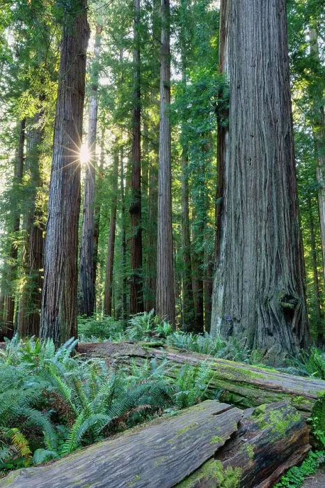 Framed Print : Sunburst Through Redwoods, Jedediah Smith Redwoods State Park, California, USA
