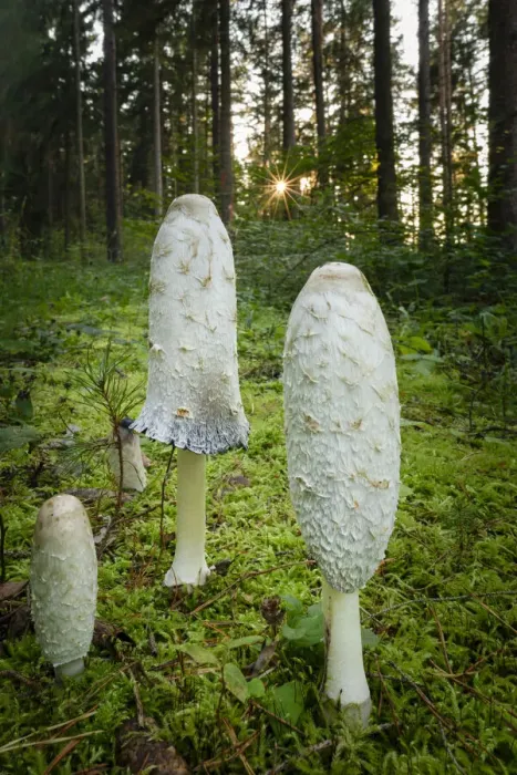 Framed Print : Sunburst Behind Shaggy Ink Cap Mushrooms (Coprinus comatus) Framed Print : Sunburst Behind Shaggy Ink Cap Mushrooms (Coprinus comatus)