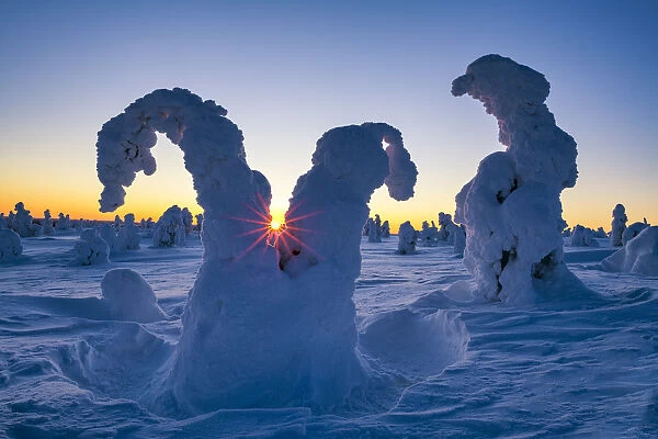 Sunburst Through Snow-covered Pine Trees, Riisitunturi National Park, Posio, Lapland