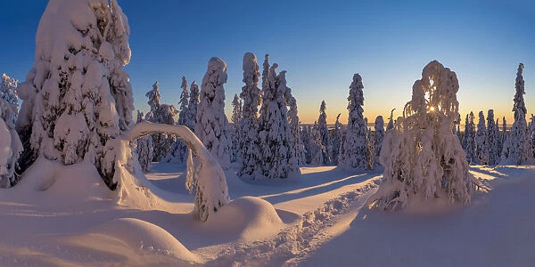 Sunburst Through Snow-covered Pine Trees, Riisitunturi National Park, Posio, Lapland