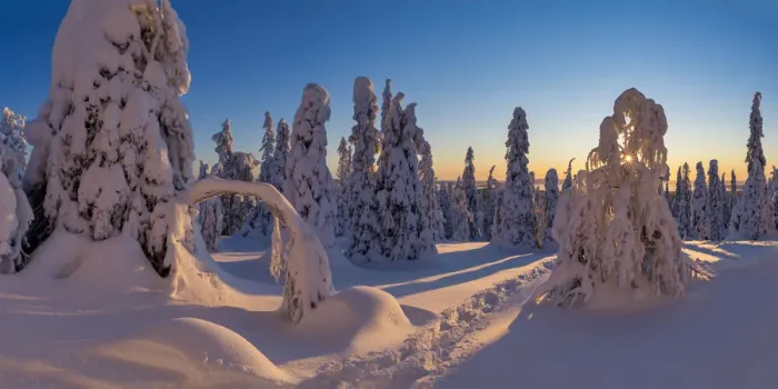 Framed Print : Sunburst Through Snow-covered Pine Trees, Riisitunturi National Park, Posio, Lapland Framed Print : Sunburst Through Snow-covered Pine Trees, Riisitunturi National Park, Posio, Lapland