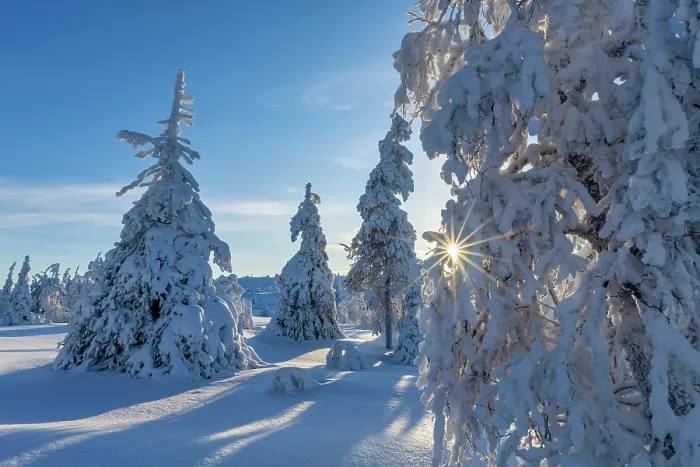 Framed Print : Sunburst through Snow-covered Pine Trees, Riisitunturi National Park, Posio, Lapland, Finland Framed Print : Sunburst through Snow-covered Pine Trees, Riisitunturi National Park, Posio, Lapland, Finland