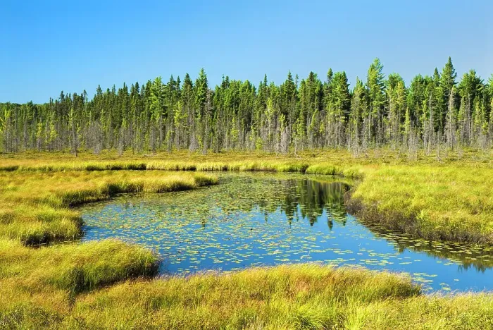 Framed Print : Sunday Creek Bog in Algonquin Provincial Park, Ontario, Canada