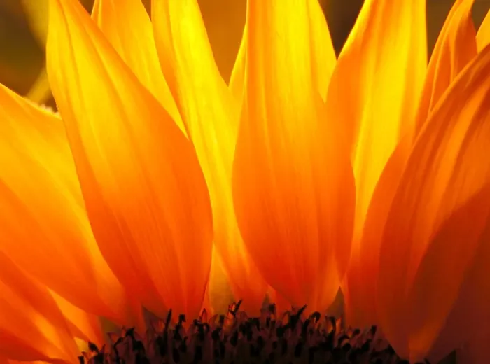 Framed Print : Sunflower Framed Print : Sunflower