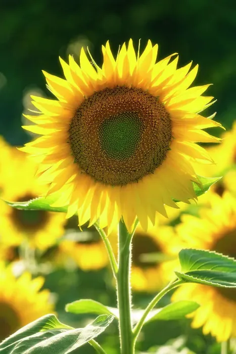 Framed Print : Sunflower, Assisi, Umbria, Italy Framed Print : Sunflower, Assisi, Umbria, Italy