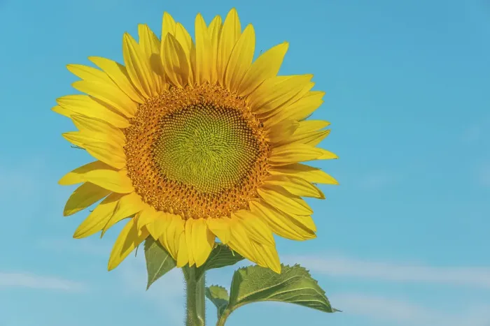 Framed Print : Sunflower against blue sky, Thornton, Ontario, Canada Framed Print : Sunflower against blue sky, Thornton, Ontario, Canada