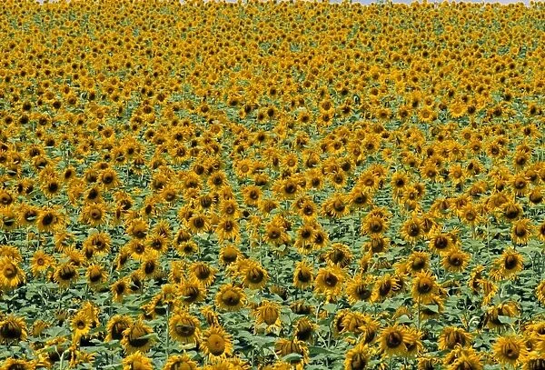 Sunflower Field, Provence, France