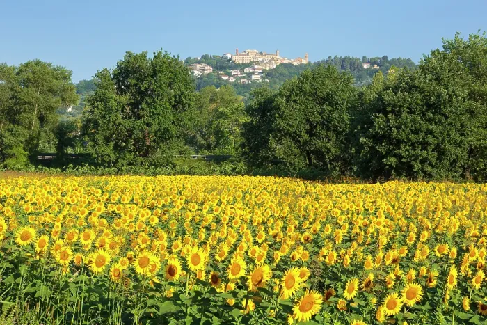 Framed Print : Sunflower field and Castelplanio village on the background, Maiolati Spontini, Ancona province, Marche, Italy Framed Print : Sunflower field and Castelplanio village on the background, Maiolati Spontini, Ancona province, Marche, Italy