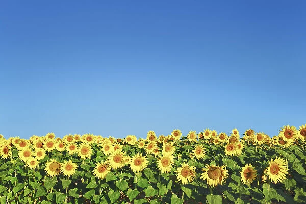 Sunflower field - France, Provence-Alpes-Cote d Azur, Alpes de Haute Provence
