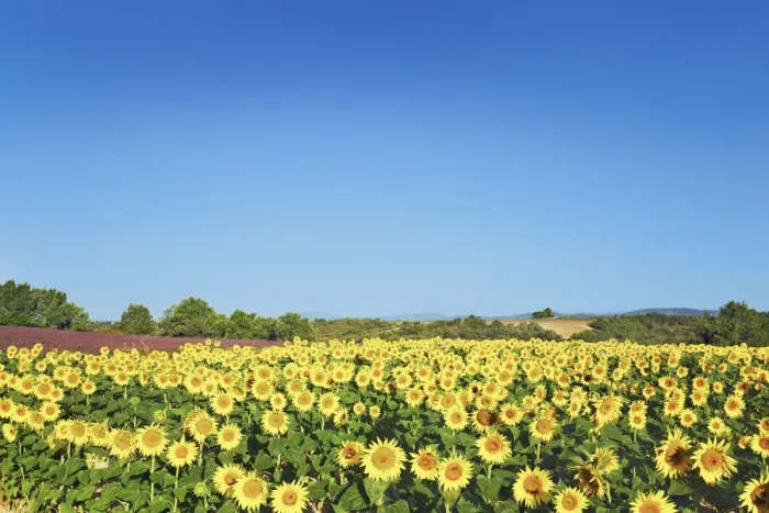 Framed Print : Sunflower field - France, Provence-Alpes-Cote d Azur, Alpes de Haute Provence Framed Print : Sunflower field - France, Provence-Alpes-Cote d Azur, Alpes de Haute Provence