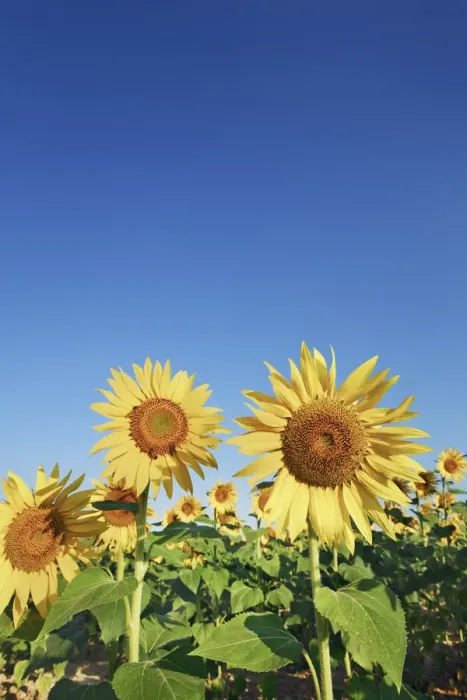 Framed Print : Sunflower field - France, Provence-Alpes-Cote d Azur, Alpes de Haute Provence Framed Print : Sunflower field - France, Provence-Alpes-Cote d Azur, Alpes de Haute Provence