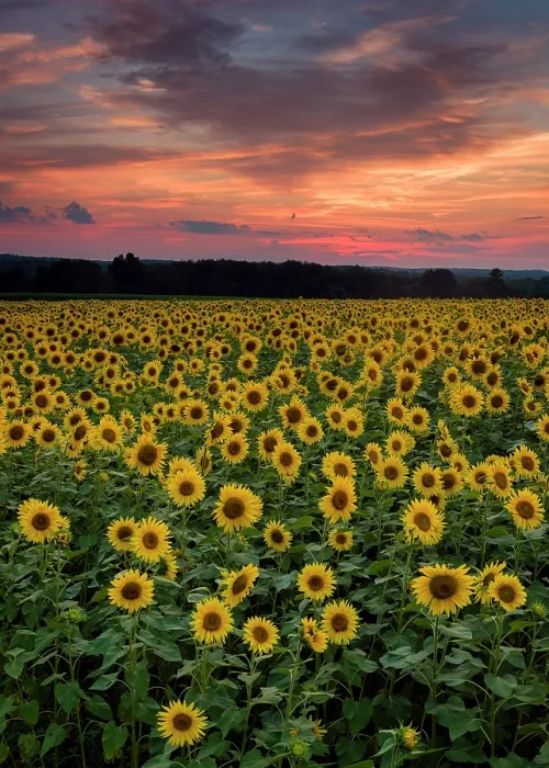 Framed Print : Sunflower field at sunset, Buttonwood Farm, Griswold, Connecticut, USA Framed Print : Sunflower field at sunset, Buttonwood Farm, Griswold, Connecticut, USA
