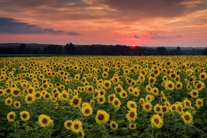 Framed Print : Sunflower field at sunset, Buttonwood Farm, Griswold, Connecticut, USA Framed Print : Sunflower field at sunset, Buttonwood Farm, Griswold, Connecticut, USA