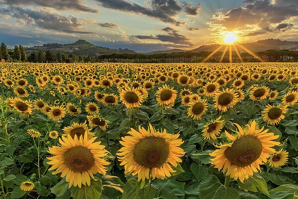Sunflower Field at Sunset, near Perugia, Umbria, Italy