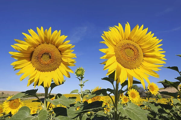 Sunflower field, Valensole, Plateau de Valensole, Alpes-de-Haute-Provence, Provence-Alpes-Cote d Azur, Provence, France