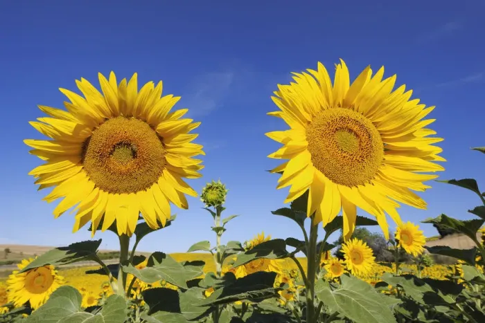 Framed Print : Sunflower field, Valensole, Plateau de Valensole, Alpes-de-Haute-Provence, Provence-Alpes-Cote d Azur, Provence, France Framed Print : Sunflower field, Valensole, Plateau de Valensole, Alpes-de-Haute-Provence, Provence-Alpes-Cote d Azur, Provence, France
