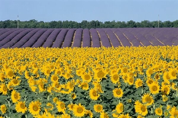 Sunflower fields, Provence, France