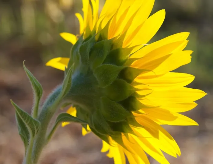 Framed Print : Sunflower in the morning light, Provence, France