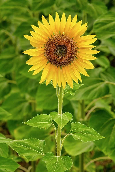 Sunflower, near Perugia, Umbria, Italy