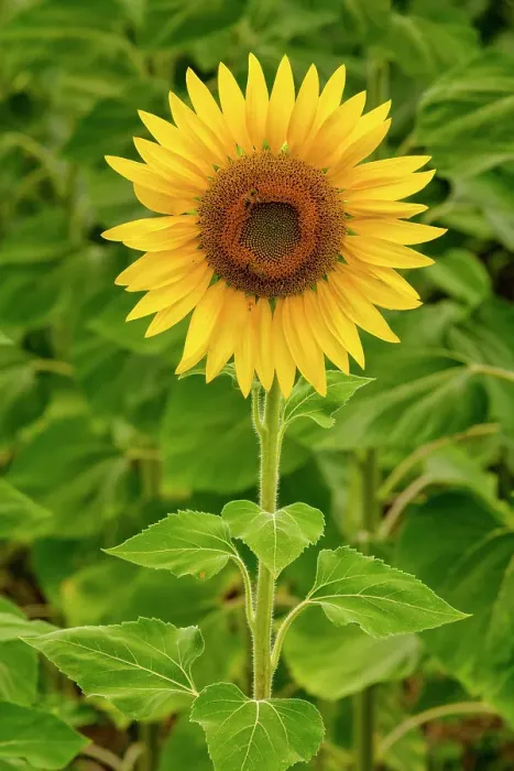Framed Print : Sunflower, near Perugia, Umbria, Italy